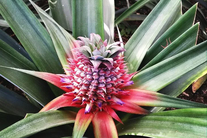 Nahaufnahme einer leuchtend pink- und lilafarbenen Zier-Ananas.